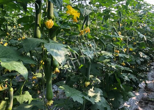 蔬菜種子種植戶客戶點(diǎn)評-種植“優(yōu)比1號”差的用戶，差到什么樣子？