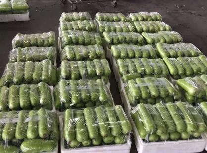 蔬菜種子種植戶客戶點評-上市早，價格好！我連續(xù)種了三年，滿意！