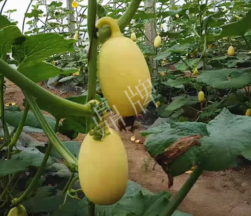 蔬菜種子種植戶客戶點評-上市了，14元/公斤。河南客戶發(fā)來…