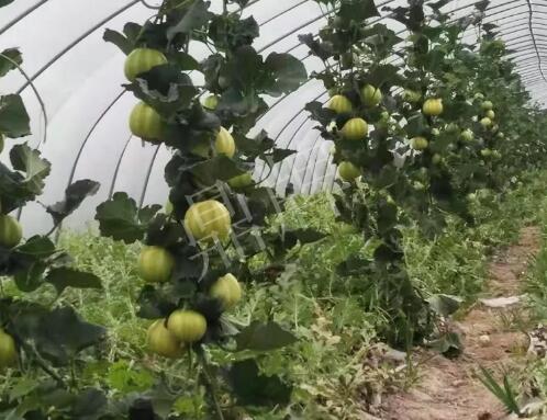 蔬菜種子種植戶客戶點評-我的乖乖，一株坐果15個，6元1斤，好賣得很！