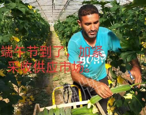 蔬菜種子種植戶客戶點評-羨慕！每公斤24元，“優(yōu)比1號”在法國的表現(xiàn)…
