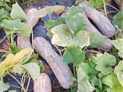 蔬菜種子種植戶客戶點(diǎn)評-了解它，就能種好它，獲得更高收入?。?！