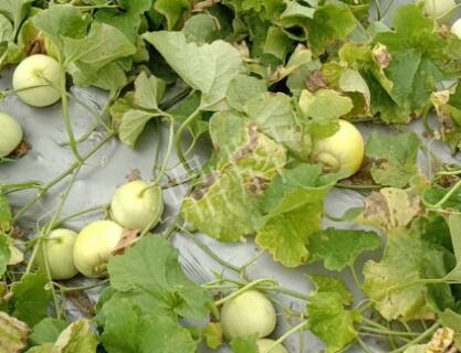 蔬菜種子種植戶客戶點評-低溫寡照的天氣，它仍然優(yōu)秀！