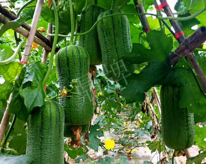 蔬菜種子種植戶客戶點評-這個新品種，讓我“頭痛”…