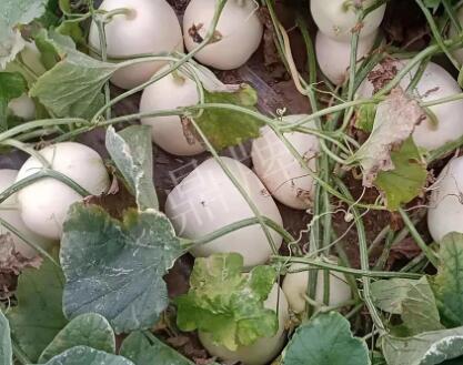 蔬菜種子種植戶客戶點評-“甜，真甜，真是甜！”