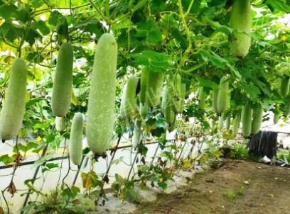 蔬菜種子種植戶客戶點評-我種的冬瓜，肉緊味甜，按個賣！