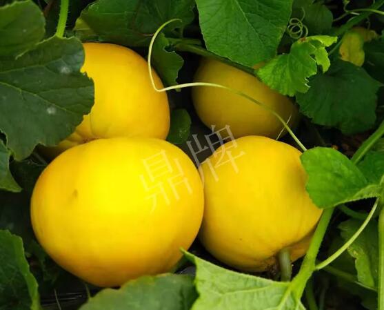 蔬菜種子種植戶客戶點評-純賺50萬，我這個“張大膽”榮光了一把！