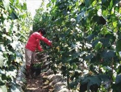 蔬菜種子種植戶客戶點評-優(yōu)秀絲瓜作品展播，請為菜農(nóng)劉健平夫婦點贊