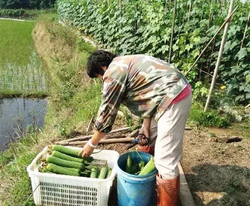 優(yōu)秀絲瓜作品展播，請(qǐng)為菜農(nóng)劉健平夫婦點(diǎn)贊