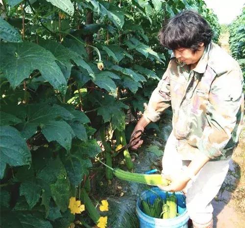 優(yōu)秀絲瓜作品展播，請(qǐng)為菜農(nóng)劉健平夫婦點(diǎn)贊