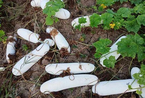 您種植過“堆堆瓜”嗎？看一看，地上全是瓜！一睹芳容