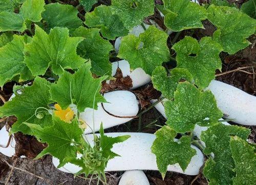您種植過“堆堆瓜”嗎？看一看，地上全是瓜！一睹芳容
