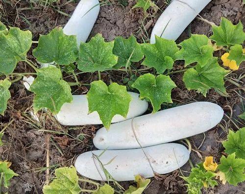 您種植過“堆堆瓜”嗎？看一看，地上全是瓜！一睹芳容