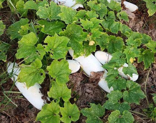 您種植過“堆堆瓜”嗎？看一看，地上全是瓜！一睹芳容