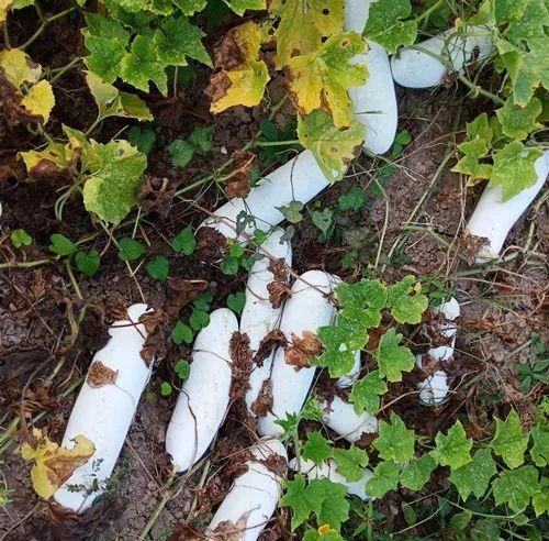 您種植過“堆堆瓜”嗎？看一看，地上全是瓜！一睹芳容