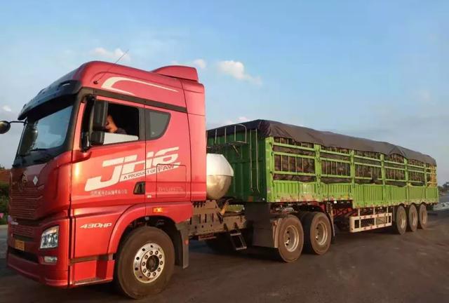 種南瓜竟然種出“麻煩”了，瓜販搶購，電視臺記者也趕來了