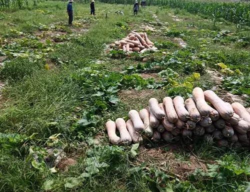 種南瓜竟然種出“麻煩”了，瓜販搶購，電視臺記者也趕來了