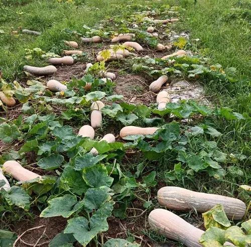 種南瓜竟然種出“麻煩”了，瓜販搶購，電視臺記者也趕來了