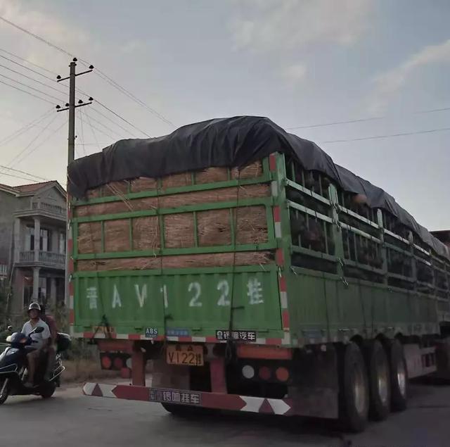 種南瓜竟然種出“麻煩”了，瓜販搶購，電視臺記者也趕來了