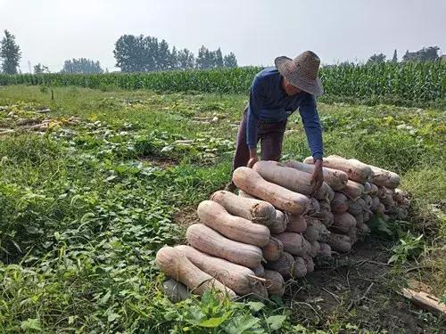 種南瓜竟然種出“麻煩”了，瓜販搶購，電視臺記者也趕來了