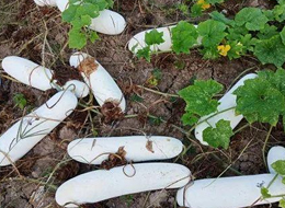 蔬菜種子種植戶客戶點評-您種植過“堆堆瓜”嗎？看一看，地上全是瓜！一睹芳容！