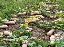 蔬菜種子種植戶客戶點評-周小為種植的健美蜜本又被報銷了，連電視臺記者也趕來了！