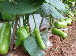 蔬菜種子種植戶客戶點評-浙江菜農(nóng)種植的鼎牌瓠瓜喜獲豐收，又賣上了好價錢!