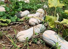 蔬菜種子種植戶客戶點評-一袋種子100粒，輕松賺回3000元...