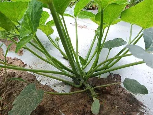 菜農(nóng)種植無(wú)需噴農(nóng)藥的蔬菜，不僅栽培簡(jiǎn)單、而且效益高