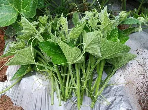 菜農(nóng)種植無(wú)需噴農(nóng)藥的蔬菜，不僅栽培簡(jiǎn)單、而且效益高