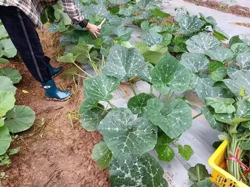 菜農(nóng)種植無(wú)需噴農(nóng)藥的蔬菜，不僅栽培簡(jiǎn)單、而且效益高