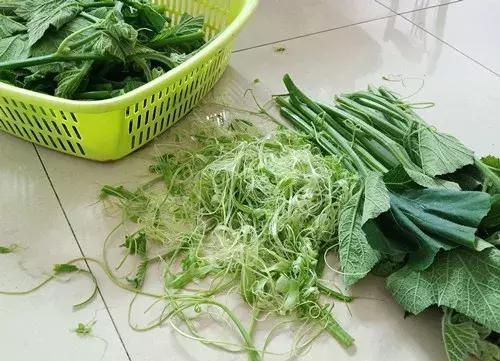 菜農(nóng)種植無(wú)需噴農(nóng)藥的蔬菜，不僅栽培簡(jiǎn)單、而且效益高