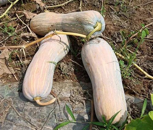 蔬菜種子栽培技術(shù)-“健美蜜本”南瓜7問(wèn)？