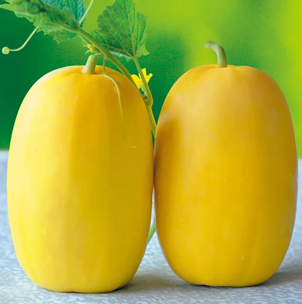 雇工難、成本高，想種甜瓜怎么辦？