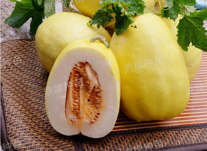 雇工難、成本高，想種甜瓜怎么辦？