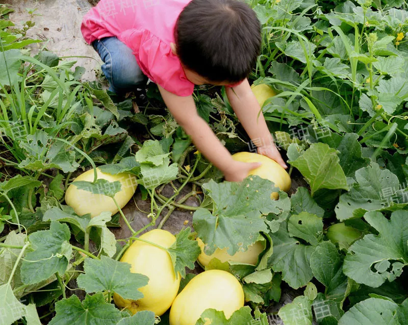 雇工難、成本高，想種甜瓜怎么辦？