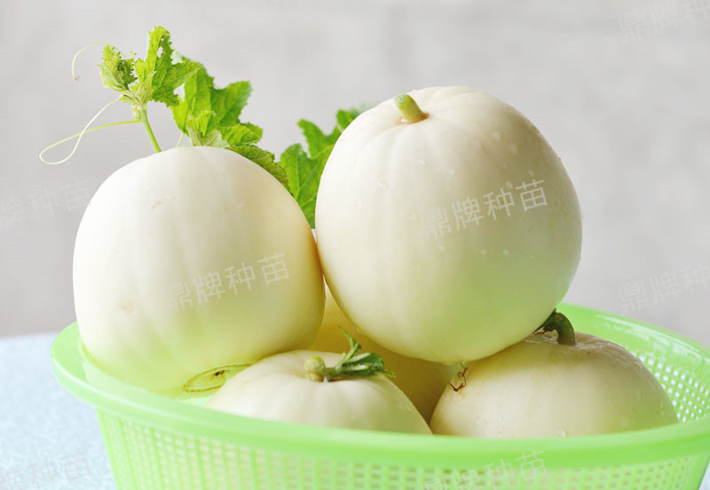 就這4個薄皮甜瓜，畝產(chǎn)萬斤很輕松，瓜果菜農(nóng)搶著種植