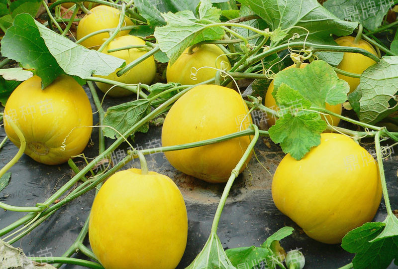 就這4個薄皮甜瓜，畝產(chǎn)萬斤很輕松，瓜果菜農(nóng)搶著種植