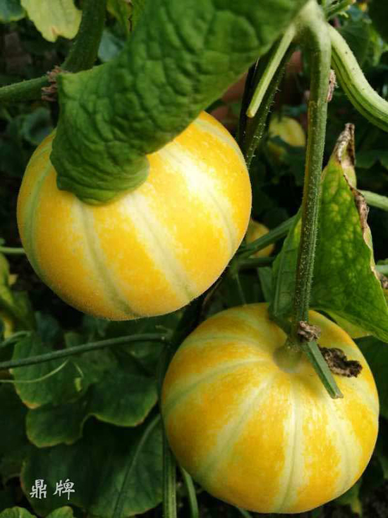 就這4個薄皮甜瓜，畝產(chǎn)萬斤很輕松，瓜果菜農(nóng)搶著種植