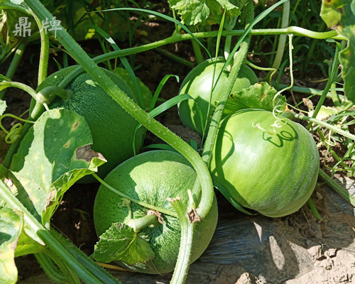 就這4個薄皮甜瓜，畝產(chǎn)萬斤很輕松，瓜果菜農(nóng)搶著種植
