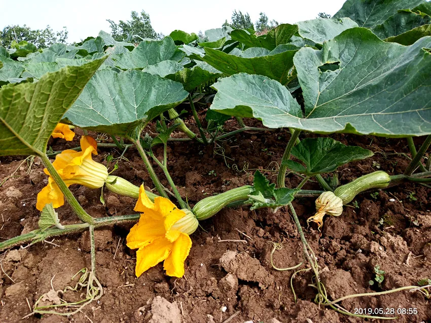 3元1斤的健美蜜本南瓜快成熟了，緬甸種植戶發(fā)來圖片與視頻