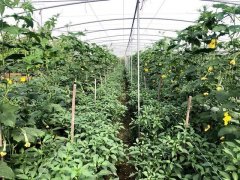 蔬菜種子種植戶客戶點評-這個品種，結瓜太夸張了！太恐怖了！