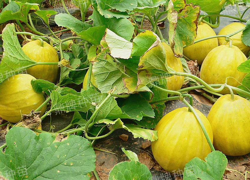 高溫季節(jié)種植甜瓜，什么品種最好？這個品種是秋季上市的專用品種
