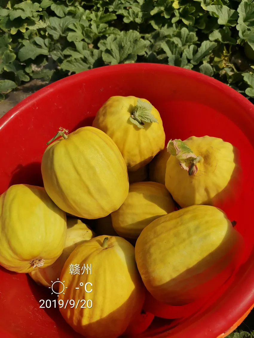 高溫季節(jié)種植甜瓜，什么品種最好？這個品種是秋季上市的專用品種