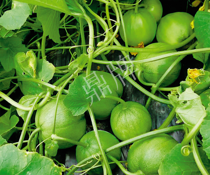 7元一斤還遭瘋搶，畝收益超2萬元！到底什么甜瓜能這么牛？