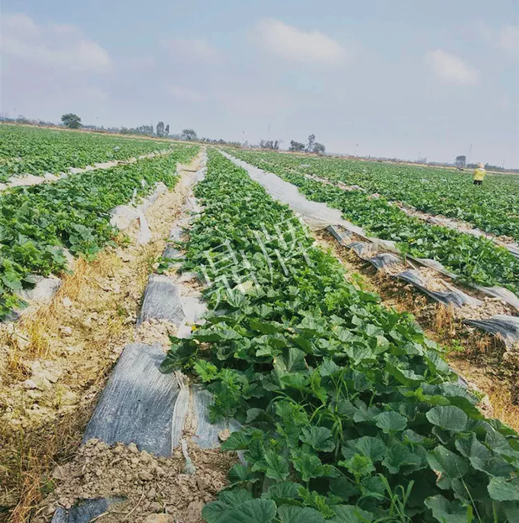 7元一斤還遭瘋搶，畝收益超2萬元！到底什么甜瓜能這么牛？