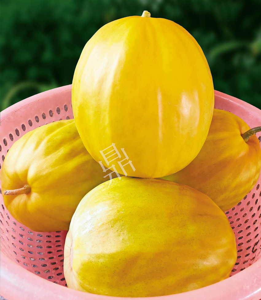 優(yōu)質(zhì)甜瓜新品種！畝產(chǎn)最高可達(dá)7000斤！還沒有畸形瓜