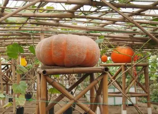 知道最甜最面的南瓜品種嗎？盤點(diǎn)十種有營養(yǎng)的甜面南瓜...