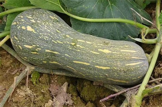 知道最甜最面的南瓜品種嗎？盤點(diǎn)十種有營養(yǎng)的甜面南瓜...