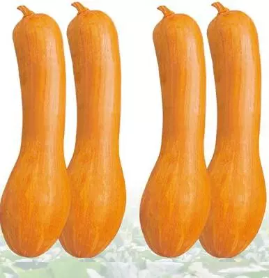 知道最甜最面的南瓜品種嗎？盤點(diǎn)十種有營養(yǎng)的甜面南瓜...